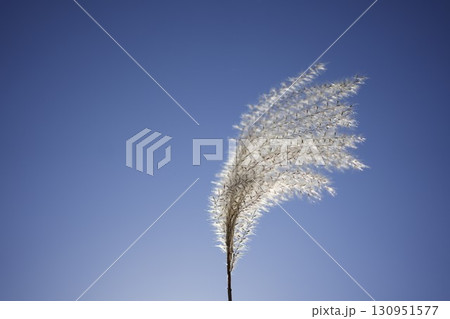 太陽に照らされるススキ4 太陽に照らされるススキ4 130951577