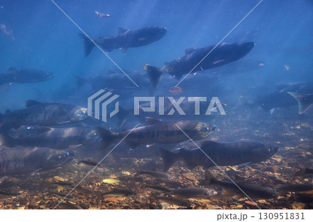 サケ　遡上　千歳川（サケのふるさと　千歳水族館） 130951831