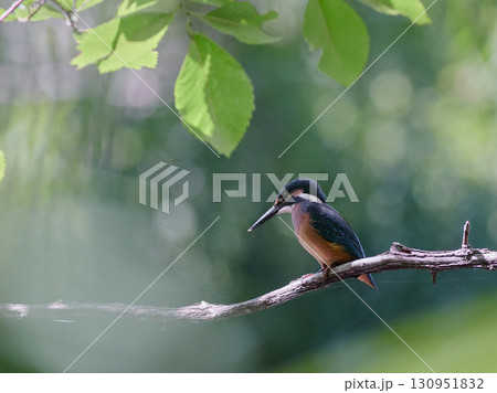 カワセミ　夏　陽射し 130951832