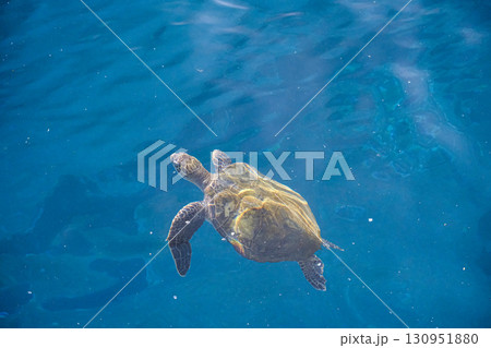 海面に浮上するウミガメ 海面に浮上するウミガメ 130951880