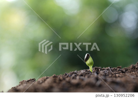 small plant sprout emerging from soil 130952206