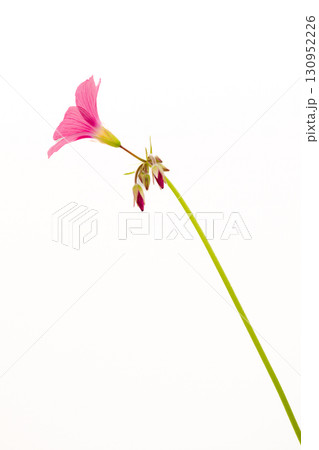 ハナカタバミの花 ハナカタバミの花 130952226