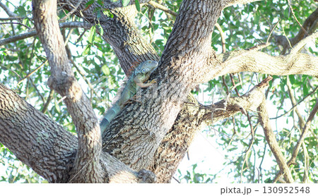 大きな木の上の野生のグリーンイグアナ 130952548