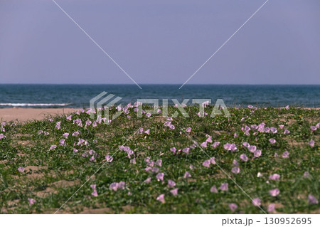 ハマヒルガオ咲く内灘海岸 130952695