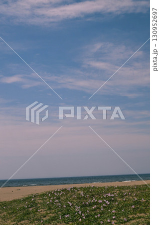 ハマヒルガオ咲く内灘海岸 130952697