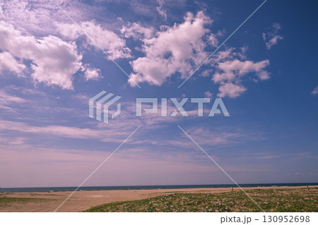 ハマヒルガオ咲く内灘海岸 ハマヒルガオ咲く内灘海岸 130952698