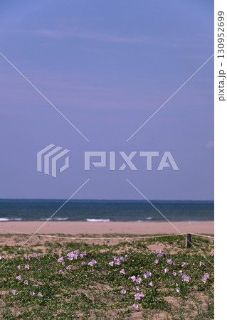 ハマヒルガオ咲く内灘海岸 ハマヒルガオ咲く内灘海岸 130952699