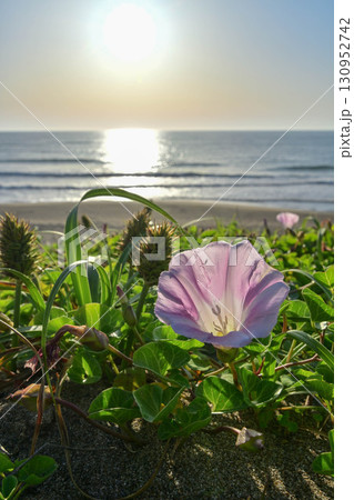 ハマヒルガオ咲く内灘海岸の夕景 ハマヒルガオ咲く内灘海岸の夕景 130952742