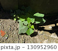 Small green plant growing in soil near outdoor wall 130952960