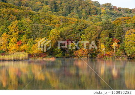 紅葉の八幡平大沼 朝 秋田県 紅葉の八幡平大沼 朝 秋田県 130953282