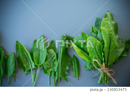 Healthy bunch of sorrel for summer dishes on gray background 130953475