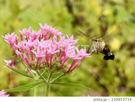 ペンタスとオオスカシバ ペンタスとオオスカシバ 130953714
