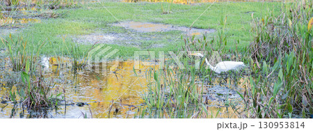 水辺に現れた白いダイサギ 130953814