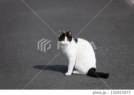 道端で座っている猫 道端で座っている猫 130953977
