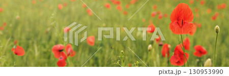 Wild red poppies flowers growing in field of green unripe wheat wide banner photo 130953990