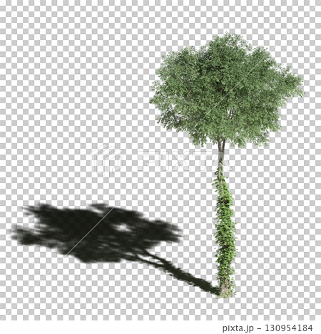 large tree with a shadow under it, isolated on a transparent background, 3D illustration, cg render large tree with a shadow under it, isolated on a transparent background, 3D illustration, cg render 130954184