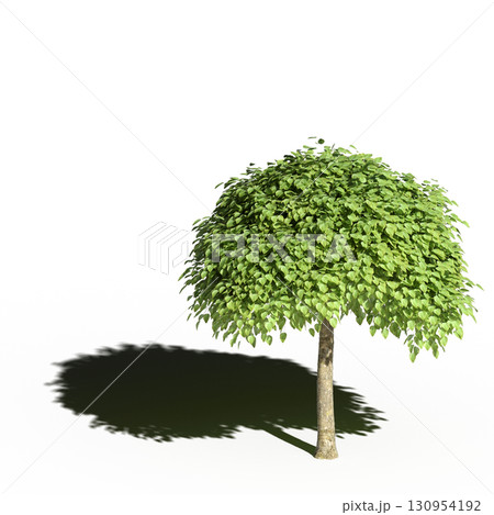 large tree with a shadow under it, isolated on a transparent background, 3D illustration, cg render large tree with a shadow under it, isolated on a transparent background, 3D illustration, cg render 130954192