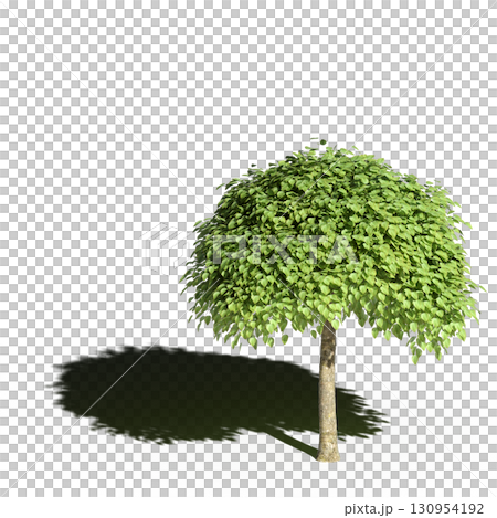 large tree with a shadow under it, isolated on a transparent background, 3D illustration, cg render large tree with a shadow under it, isolated on a transparent background, 3D illustration, cg render 130954192