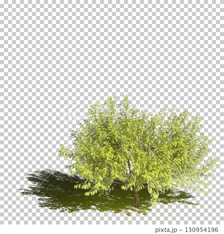 large tree with a shadow under it, isolated on a transparent background, 3D illustration, cg render large tree with a shadow under it, isolated on a transparent background, 3D illustration, cg render 130954196