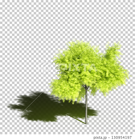large tree with a shadow under it, isolated on a transparent background, 3D illustration, cg render 130954197