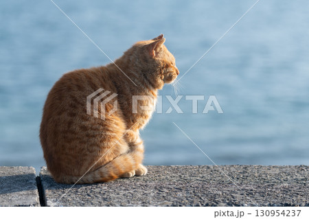 堤防で座る可愛い猫 茶トラ猫 堤防で座る可愛い猫 茶トラ猫 130954237