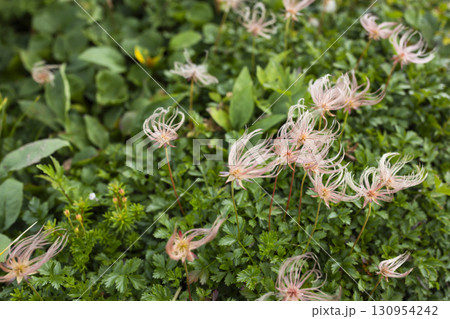 高山植物のチングルマ 130954242