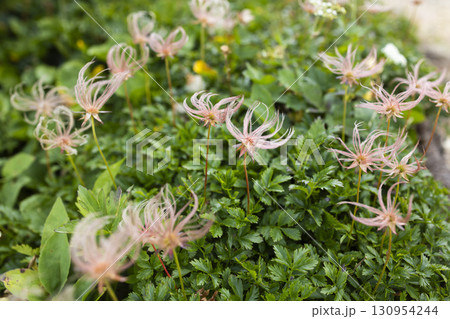 高山植物のチングルマ 高山植物のチングルマ 130954244