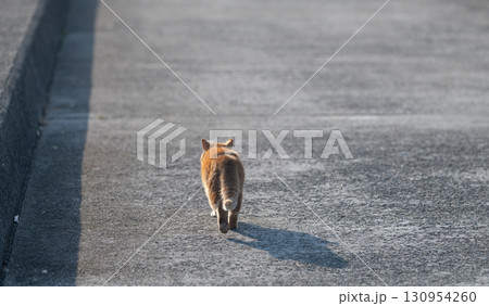 路地を歩く猫の後ろ姿 路地を歩く猫の後ろ姿 130954260