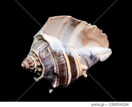 Detailed Whelk Shell with a Spiked, Spiral Shape 130954284