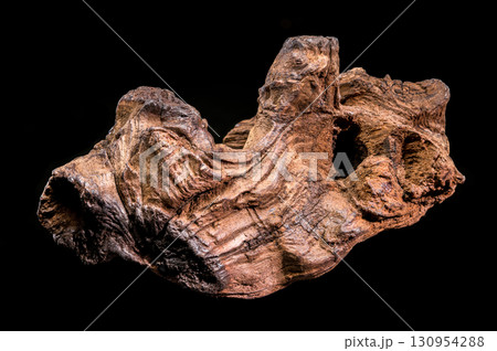 Beautifully Textured Piece of Natural Driftwood on Black Beautifully Textured Piece of Natural Driftwood on Black 130954288