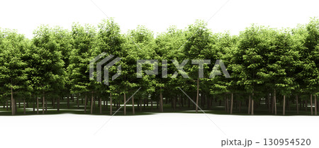 tree, isolated, branch, large, nature, plant, background, garden, forest, stem, summer, transparent, green, environment, foliage, shadow, big, leaf, season, wood, object, natural, single, silhouette, tree, isolated, branch, large, nature, plant, background, garden, forest, stem, summer, transparent, green, environment, foliage, shadow, big, leaf, season, wood, object, natural, single, silhouette, 130954520