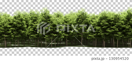 tree, isolated, branch, large, nature, plant, background, garden, forest, stem, summer, transparent, green, environment, foliage, shadow, big, leaf, season, wood, object, natural, single, silhouette, tree, isolated, branch, large, nature, plant, background, garden, forest, stem, summer, transparent, green, environment, foliage, shadow, big, leaf, season, wood, object, natural, single, silhouette, 130954520