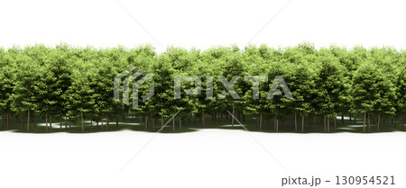 tree, isolated, branch, large, nature, plant, background, garden, forest, stem, summer, transparent, green, environment, foliage, shadow, big, leaf, season, wood, object, natural, single, silhouette, tree, isolated, branch, large, nature, plant, background, garden, forest, stem, summer, transparent, green, environment, foliage, shadow, big, leaf, season, wood, object, natural, single, silhouette, 130954521