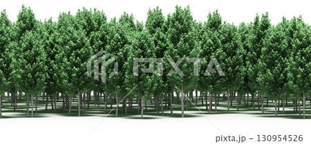 tree, isolated, branch, large, nature, plant, background, garden, forest, stem, summer, transparent, green, environment,  foliage, shadow, big, leaf, season, wood, object, natural, single, silhouette, 130954526