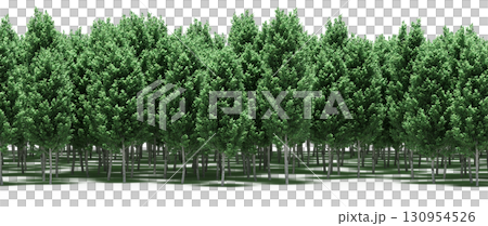 tree, isolated, branch, large, nature, plant, background, garden, forest, stem, summer, transparent, green, environment,  foliage, shadow, big, leaf, season, wood, object, natural, single, silhouette, 130954526