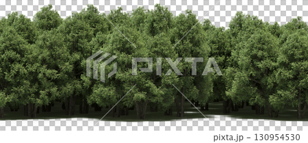 tree, isolated, branch, large, nature, plant, background, garden, forest, stem, summer, transparent, green, environment, foliage, shadow, big, leaf, season, wood, object, natural, single, silhouette, tree, isolated, branch, large, nature, plant, background, garden, forest, stem, summer, transparent, green, environment, foliage, shadow, big, leaf, season, wood, object, natural, single, silhouette, 130954530