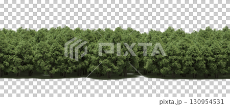 tree, isolated, branch, large, nature, plant, background, garden, forest, stem, summer, transparent, green, environment,  foliage, shadow, big, leaf, season, wood, object, natural, single, silhouette, 130954531