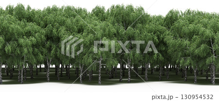 tree, isolated, branch, large, nature, plant, background, garden, forest, stem, summer, transparent, green, environment,  foliage, shadow, big, leaf, season, wood, object, natural, single, silhouette, 130954532