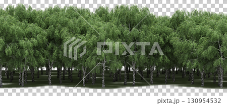 tree, isolated, branch, large, nature, plant, background, garden, forest, stem, summer, transparent, green, environment,  foliage, shadow, big, leaf, season, wood, object, natural, single, silhouette, 130954532