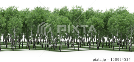 tree, isolated, branch, large, nature, plant, background, garden, forest, stem, summer, transparent, green, environment, foliage, shadow, big, leaf, season, wood, object, natural, single, silhouette, tree, isolated, branch, large, nature, plant, background, garden, forest, stem, summer, transparent, green, environment, foliage, shadow, big, leaf, season, wood, object, natural, single, silhouette, 130954534