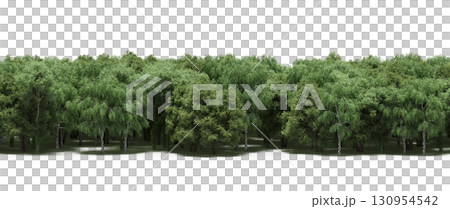 tree, isolated, branch, large, nature, plant, background, garden, forest, stem, summer, transparent, green, environment,  foliage, shadow, big, leaf, season, wood, object, natural, single, silhouette, 130954542