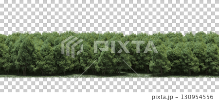 tree, isolated, branch, large, nature, plant, background, garden, forest, stem, summer, transparent, green, environment,  foliage, shadow, big, leaf, season, wood, object, natural, single, silhouette, 130954556