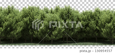 tree, isolated, branch, large, nature, plant, background, garden, forest, stem, summer, transparent, green, environment,  foliage, shadow, big, leaf, season, wood, object, natural, single, silhouette, 130954557