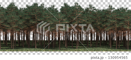tree, isolated, branch, large, nature, plant, background, garden, forest, stem, summer, transparent, green, environment,  foliage, shadow, big, leaf, season, wood, object, natural, single, silhouette, 130954565