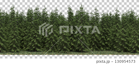 tree, isolated, branch, large, nature, plant, background, garden, forest, stem, summer, transparent, green, environment,  foliage, shadow, big, leaf, season, wood, object, natural, single, silhouette, 130954573