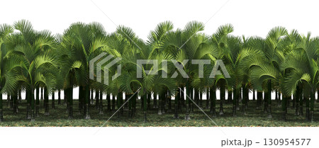 tree, isolated, branch, large, nature, plant, background, garden, forest, stem, summer, transparent, green, environment,  foliage, shadow, big, leaf, season, wood, object, natural, single, silhouette, 130954577