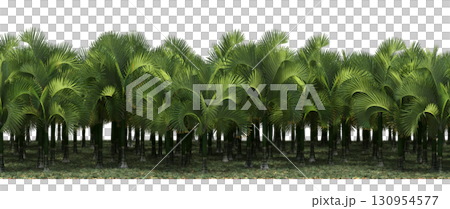tree, isolated, branch, large, nature, plant, background, garden, forest, stem, summer, transparent, green, environment,  foliage, shadow, big, leaf, season, wood, object, natural, single, silhouette, 130954577