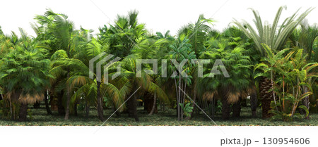 tree, isolated, branch, large, nature, plant, background, garden, forest, stem, summer, transparent, green, environment,  foliage, shadow, big, leaf, season, wood, object, natural, single, silhouette, 130954606