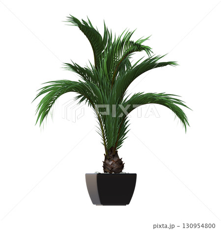 decorative flower in a pot isolate on a transparent background, 3D illustration, cg render decorative flower in a pot isolate on a transparent background, 3D illustration, cg render 130954800