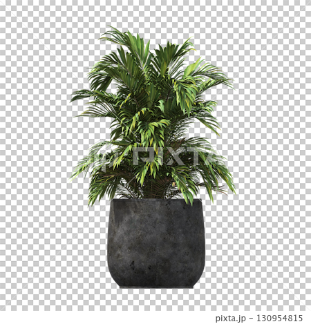 decorative flower in a pot isolate on a transparent background, 3D illustration, cg render 130954815